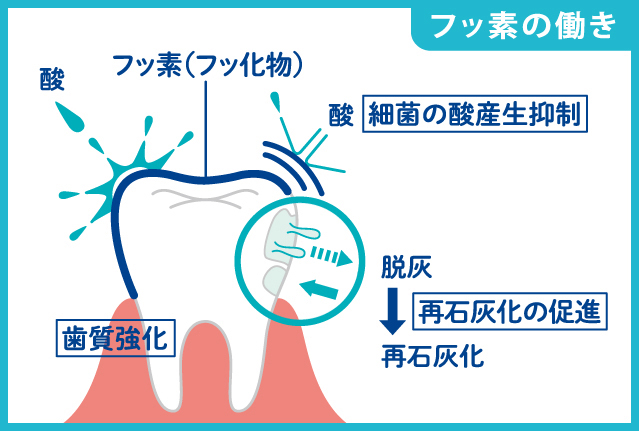 フッ素の働き再石灰化