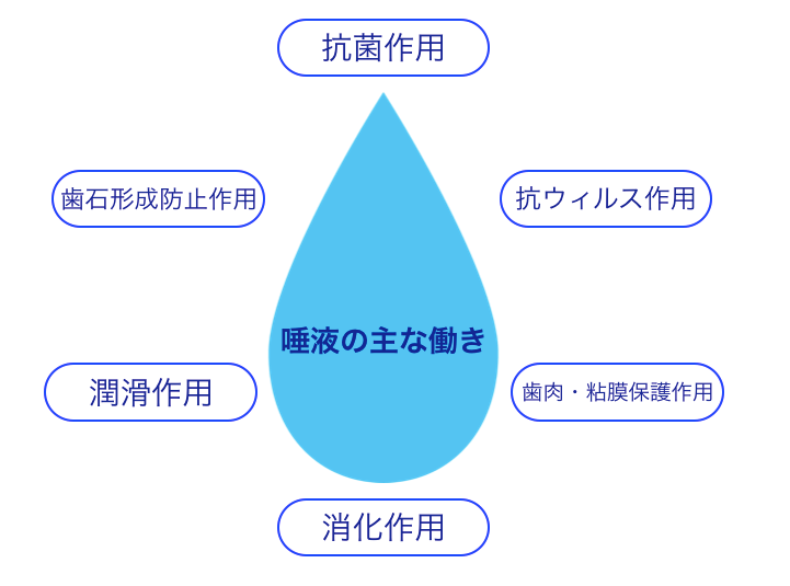 唾液　働き