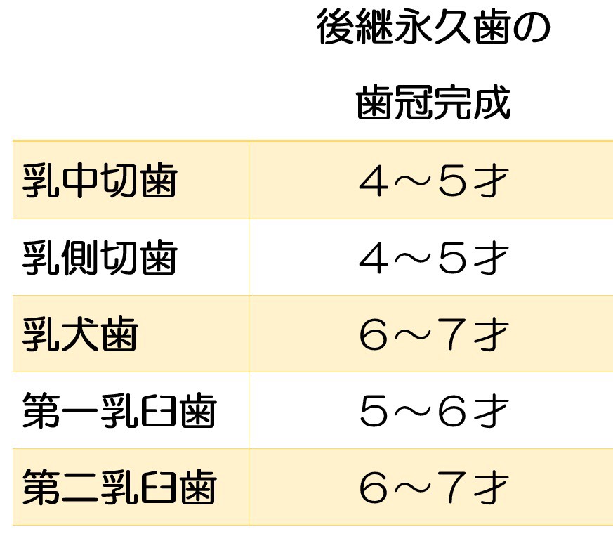 後継永久歯の歯冠完成