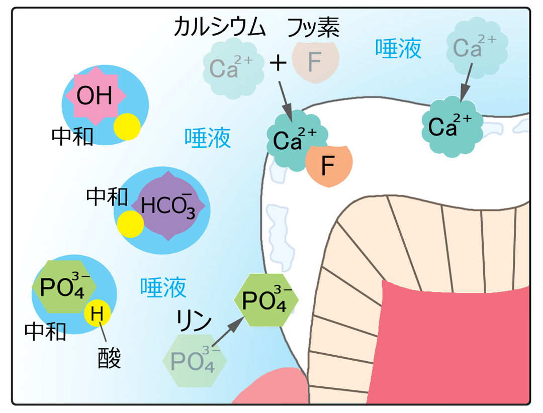 再石灰化のしくみのイラスト