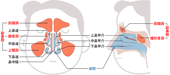 副鼻腔の構造