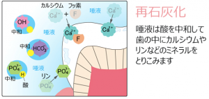 再石灰化