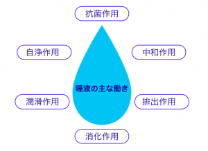 唾液の働き