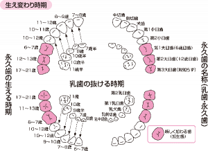 生え変わり時期