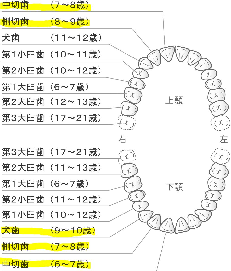 歯のはえかわりの時期