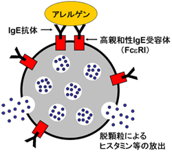 肥満細胞とIgE