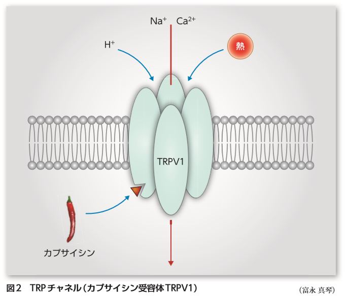 カプサイシン受容体