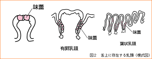 味蕾