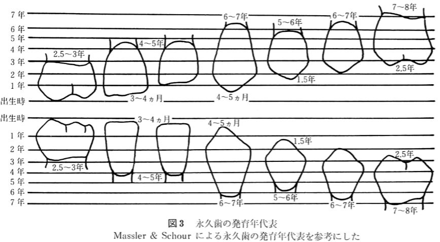 永久歯の発育年代表