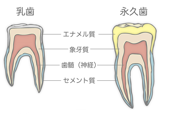 永久歯　乳歯