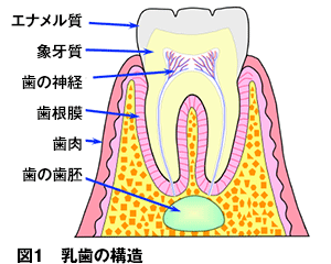 乳歯