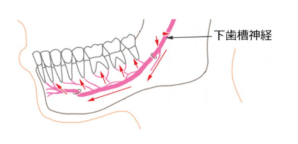 下歯槽神経イラスト