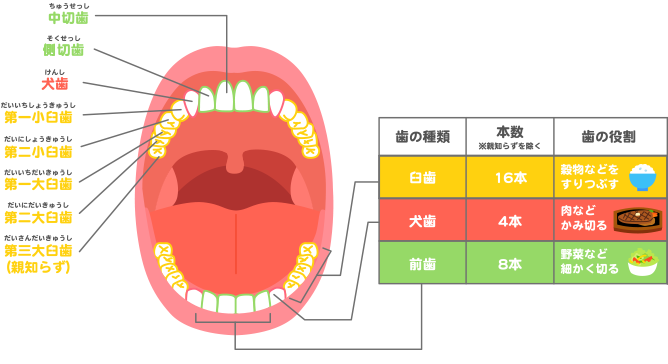 歯　食事